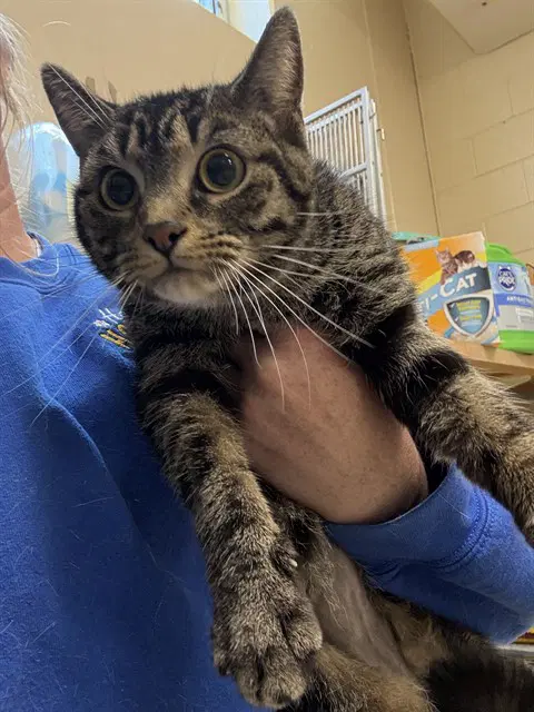 Bell - Domestic Short Hair