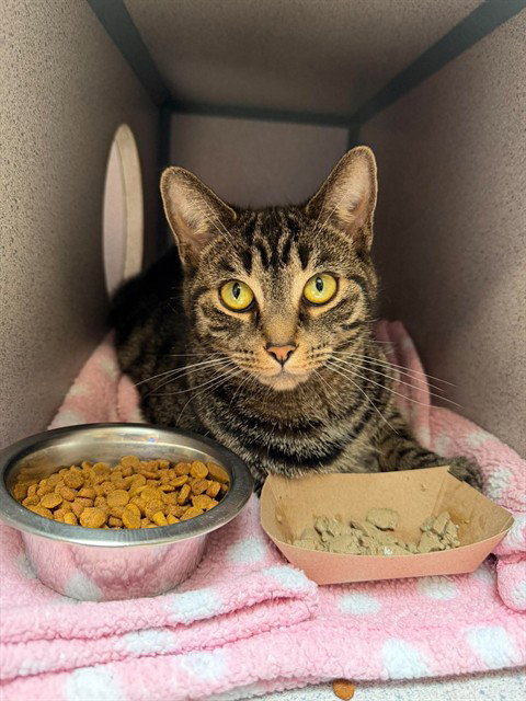 BELL, a cat for adoption from Beaver County Humane Society