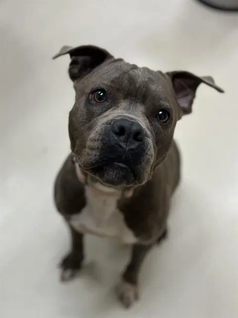 Daisy - Pit Bull Terrier