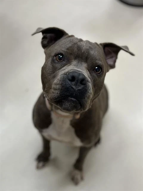 Daisy