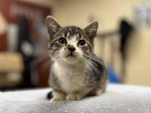CRISPY, cat — photo 1 of 1