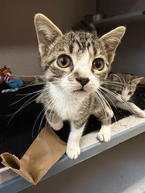 Crispy - Domestic Short Hair
