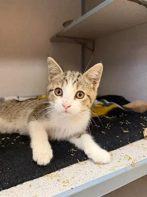 Crunchy - Domestic Short Hair