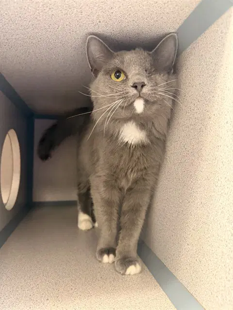 Cyclone - Domestic Medium Hair