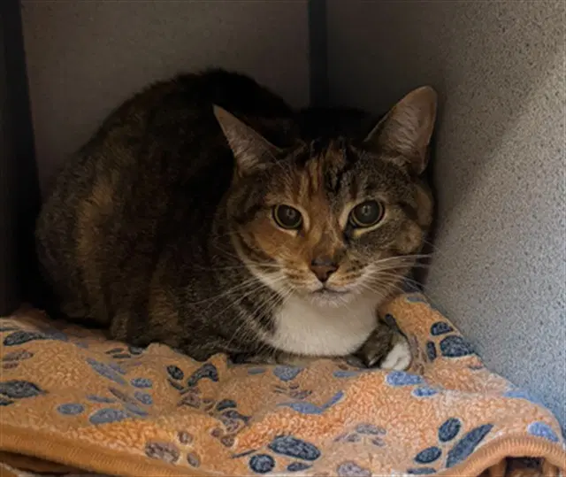 Sophia - Domestic Short Hair