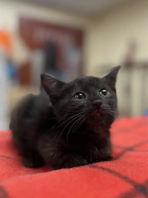 Onyx - Domestic Short Hair