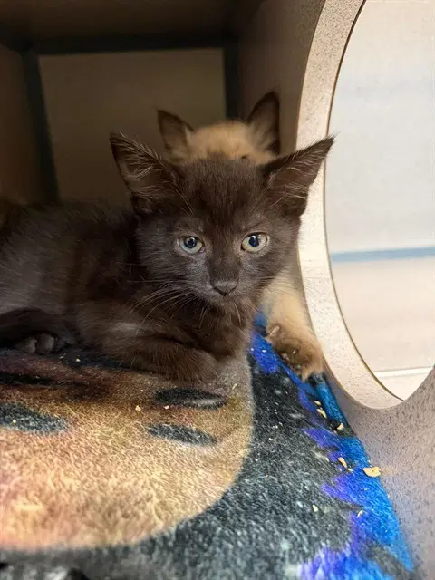 Onyx - Domestic Short Hair