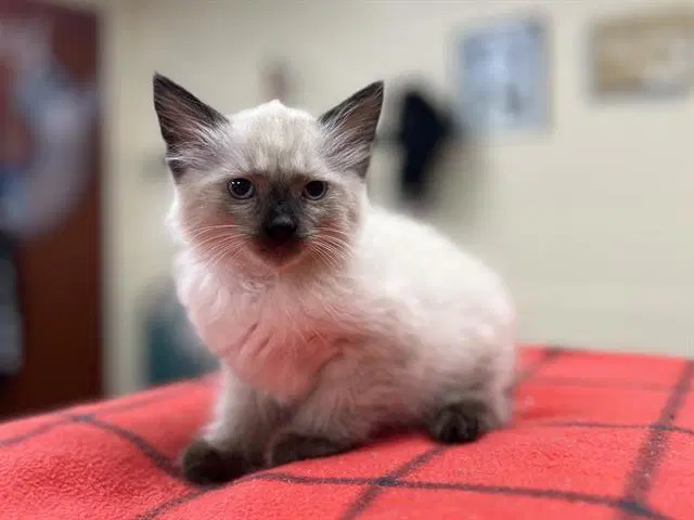 Casper - Domestic Medium Hair
