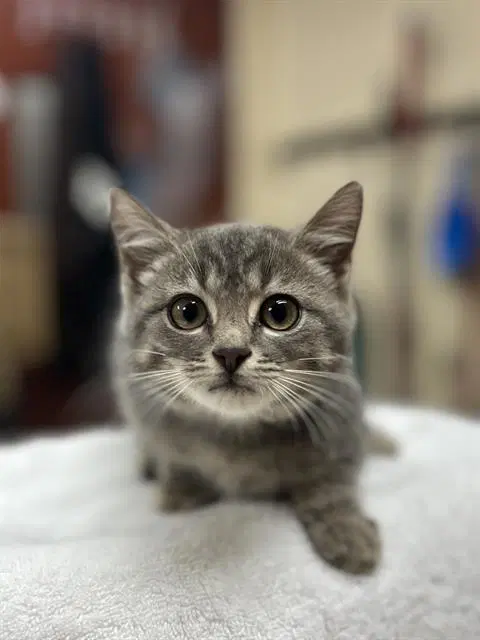 Tabitha - Domestic Short Hair