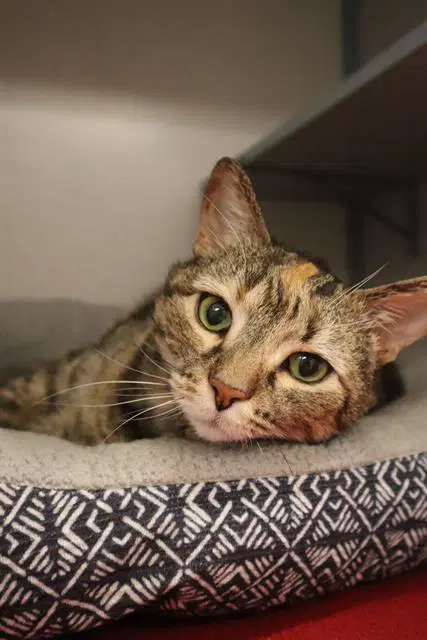 Muriel - Domestic Short Hair