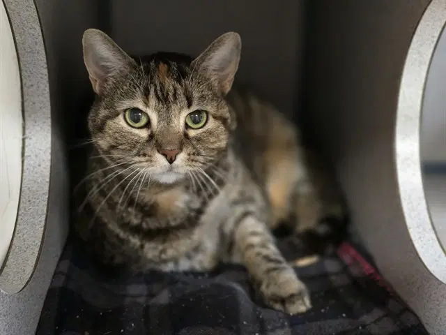 Muriel - Domestic Short Hair