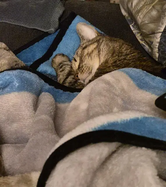 Muriel - Domestic Short Hair