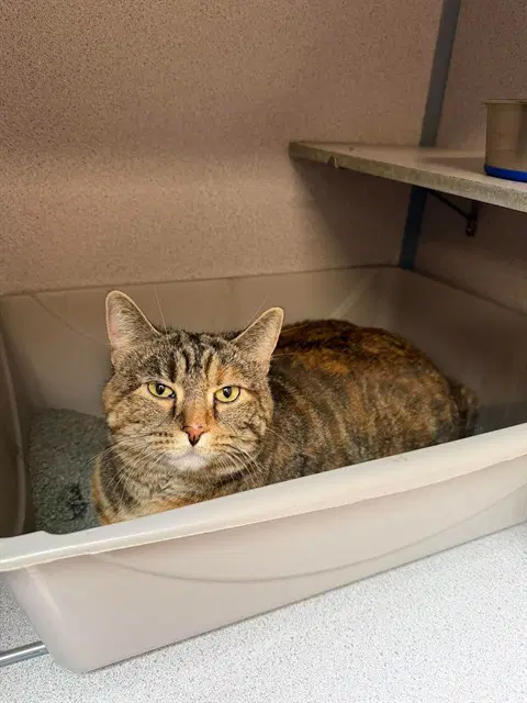 Izzie - Domestic Short Hair