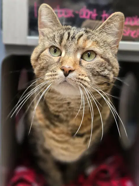 Izzie - Domestic Short Hair