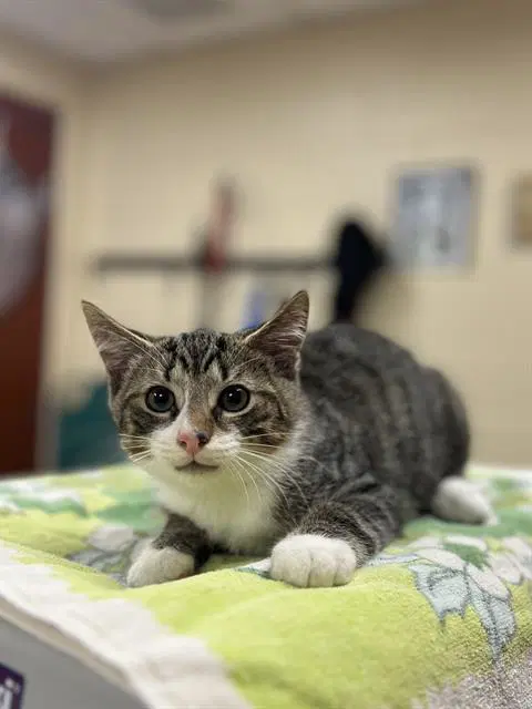 Diego - Domestic Short Hair