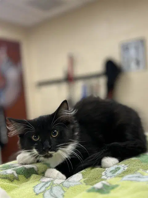 Addison - Domestic Medium Hair