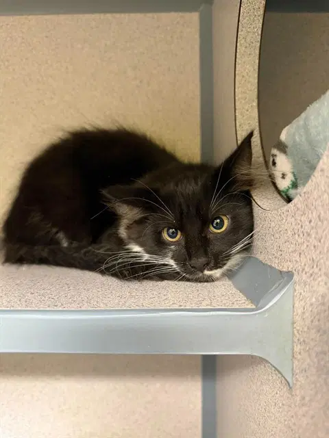 Addison - Domestic Medium Hair