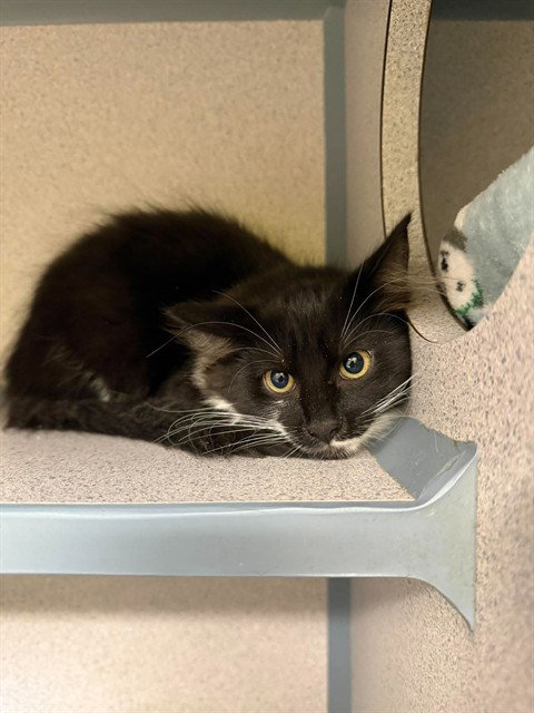 ADDISON, a cat for adoption from Beaver County Humane Society