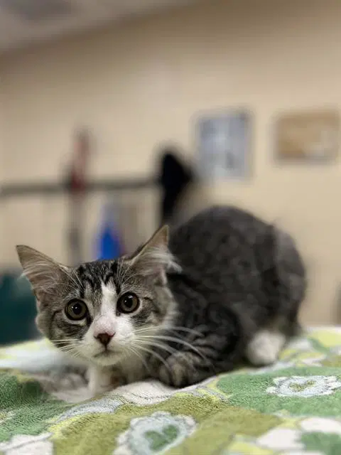 Alexandra - Domestic Medium Hair