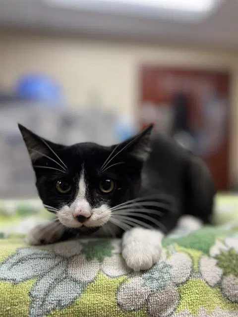 Amelia - Domestic Short Hair