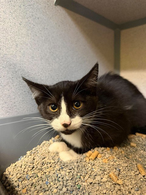 AMELIA, cat — photo 1 of 1