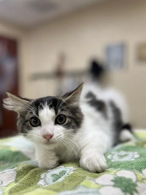 Igo - Domestic Medium Hair