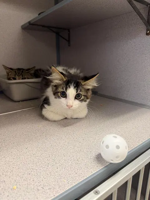 Igo - Domestic Medium Hair