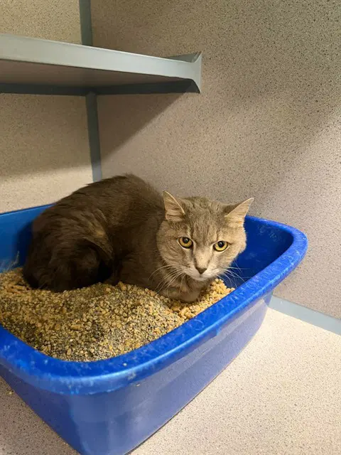 Kg - Domestic Short Hair