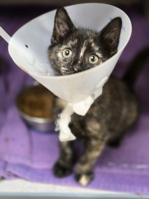 A071955, cat — photo 1 of 1