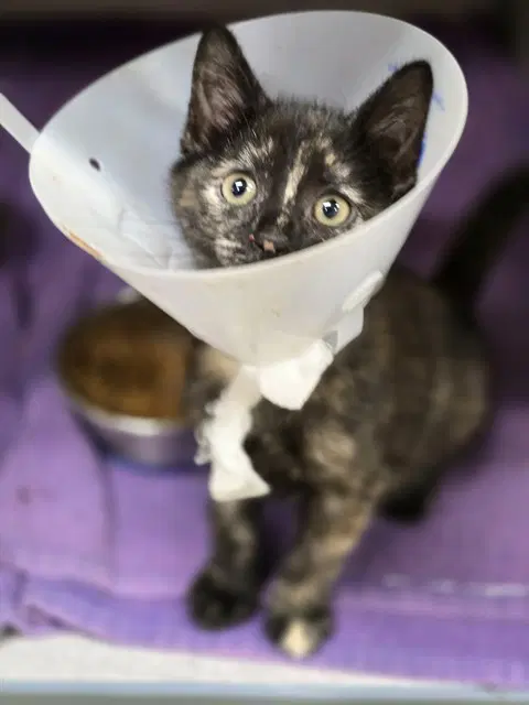 Unknown - Domestic Short Hair