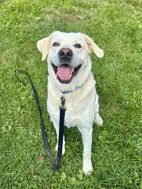 Cooper - Labrador Retriever