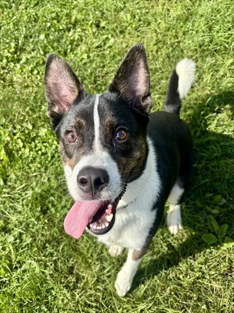 Hugo - Border Collie