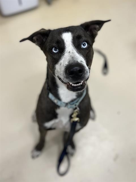 Dori
