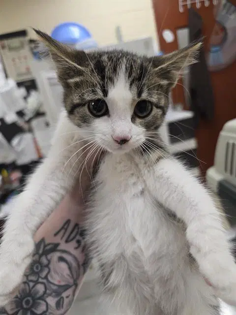 Brad - Domestic Short Hair