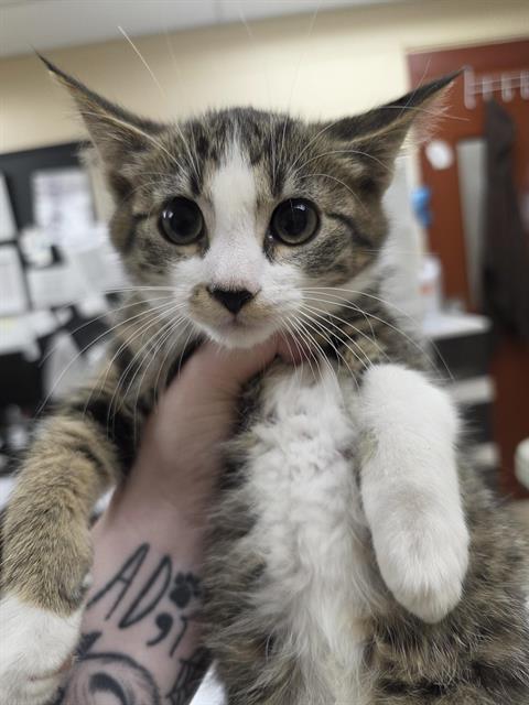 THAD, cat — photo 1 of 1