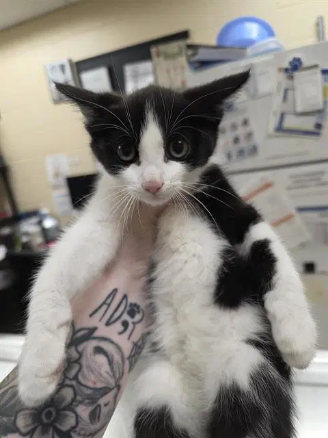 Chad - Domestic Short Hair