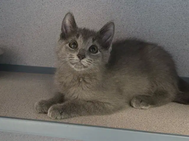 Artemis - Domestic Short Hair