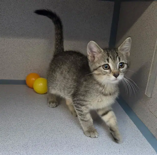 Aphrodite - Domestic Short Hair