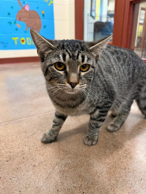 FIONA, a cat for adoption from Beaver County Humane Society