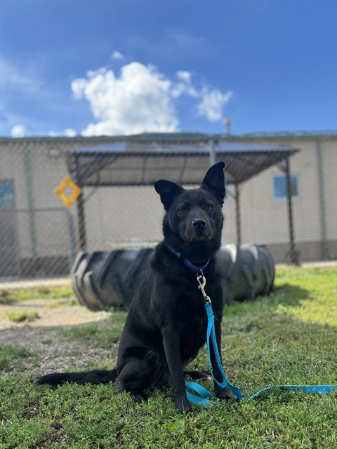 BUG, dog — photo 1 of 1
