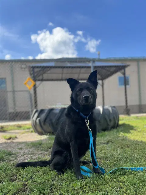 Bug - Labrador Retriever