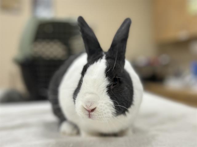 FLOPSY, rabbit — photo 1 of 1