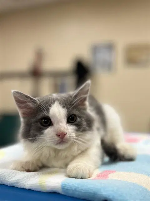Elio - Domestic Long Hair