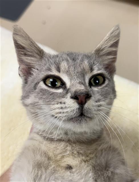 DRACO MEOW-FOY, cat — photo 1 of 1
