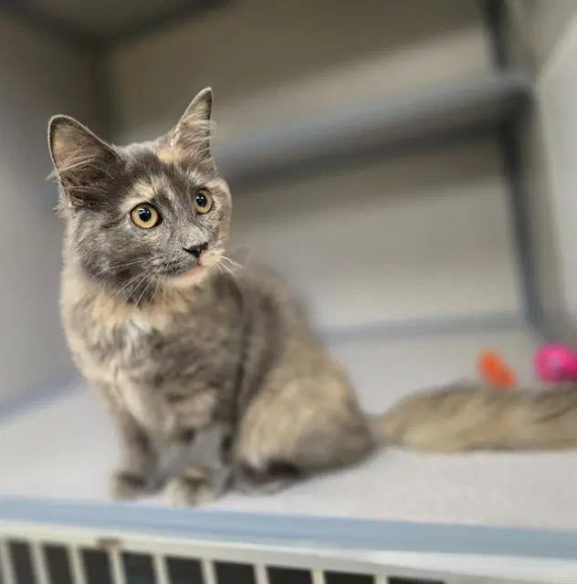 Pickle - Domestic Medium Hair