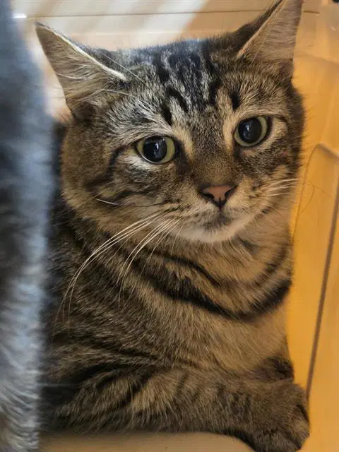 Ivory - Domestic Medium Hair