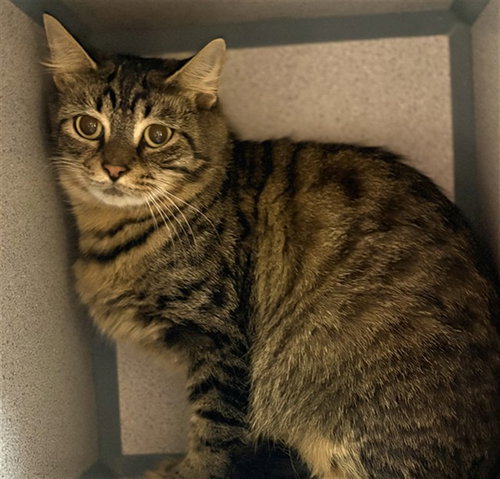 IVORY, a cat for adoption from Beaver County Humane Society