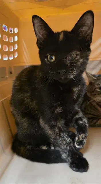 Ebony - Domestic Short Hair