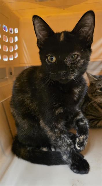 Ebony