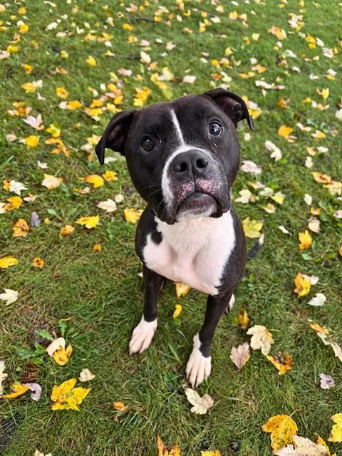 Henrietta - Pit Bull Terrier
